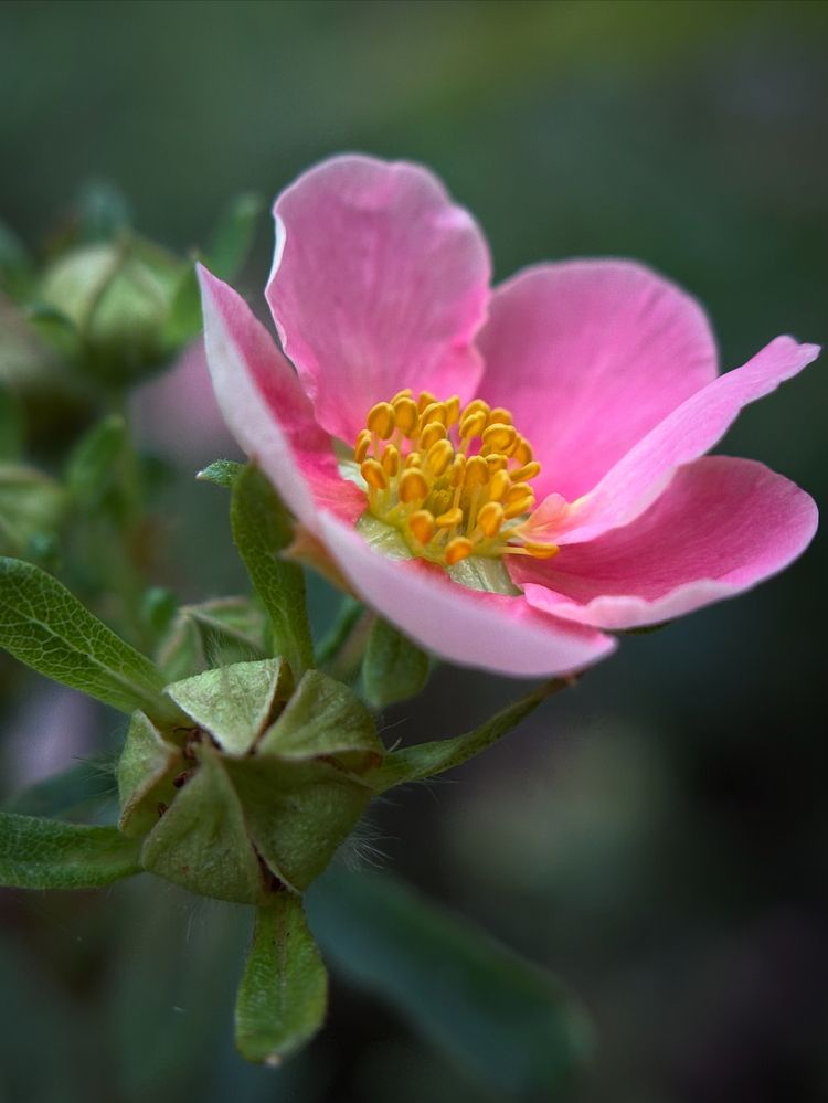 Photograph by Halina Mitsevich