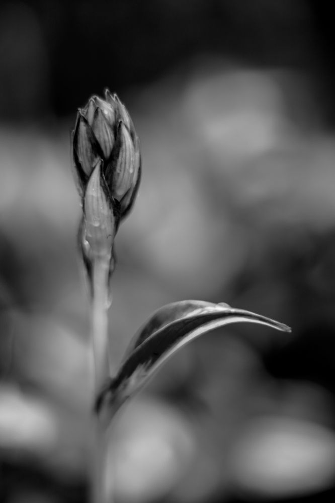 Photograph by Ксения Астафьева