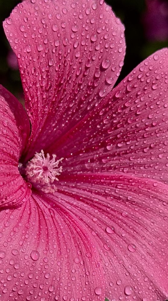 Фотография автора Evgeniya Ivanova