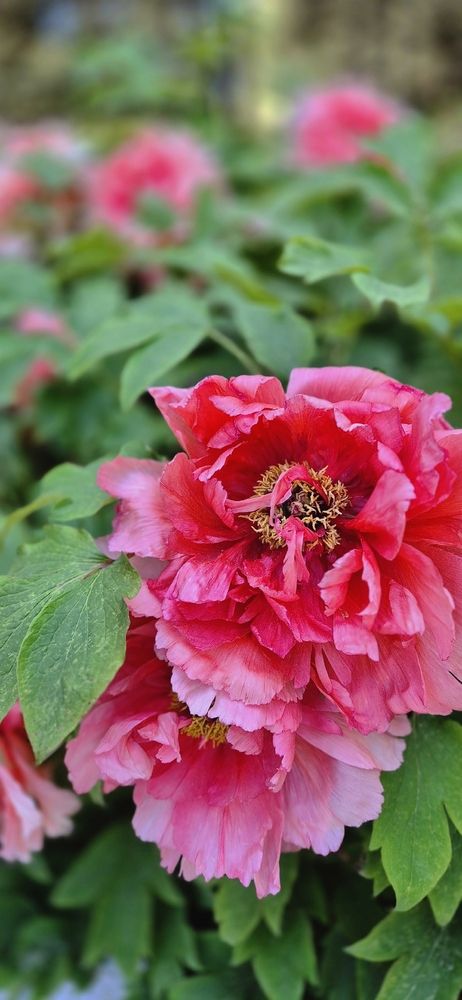 Фотография автора Ольга Мусина