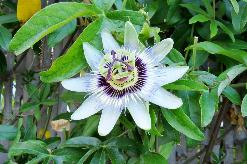 Photograph by Елена Казарина