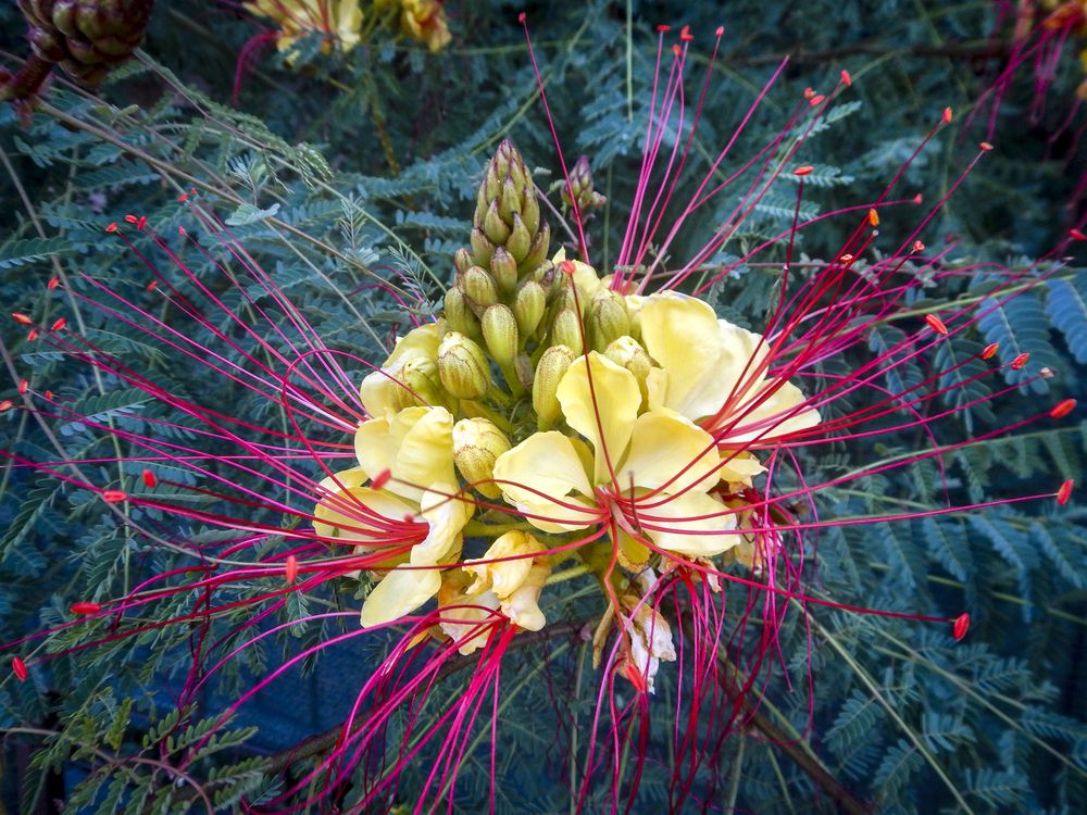 Цезальпиния Джиллиса