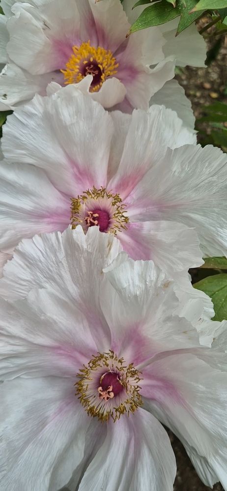 Фотография автора Ольга Мусина