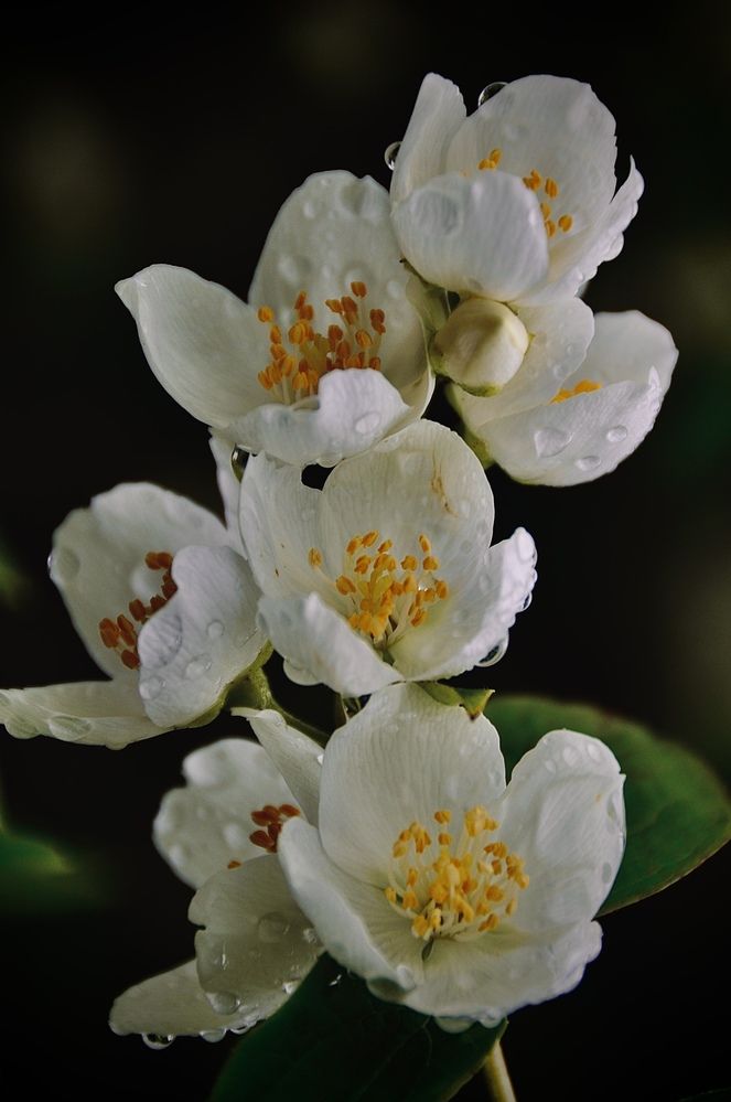 Photograph by Мария Петровцева