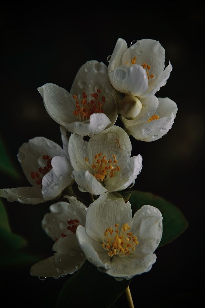Photograph by Мария Петровцева