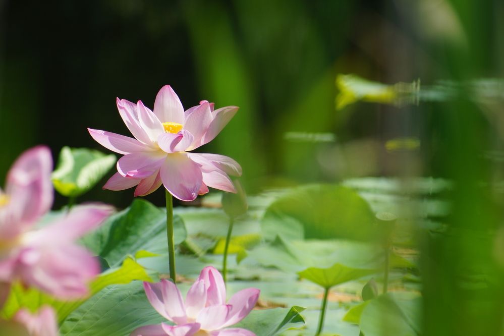 Photograph by Ольга Слугина