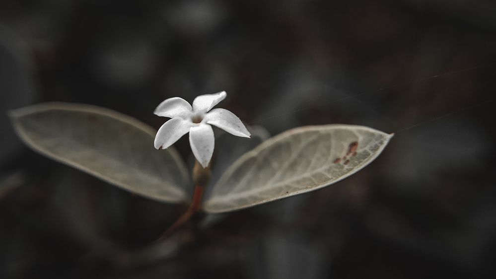 Photograph by Venu Peyyala