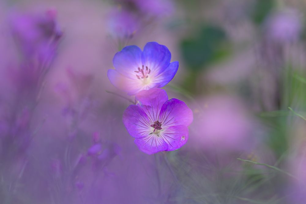 Photograph by Suzuki Ryuta