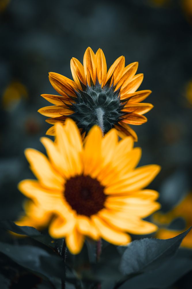 Photograph by Suzuki Ryuta