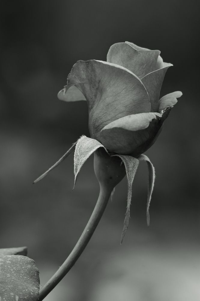 Whispers in Monochrome