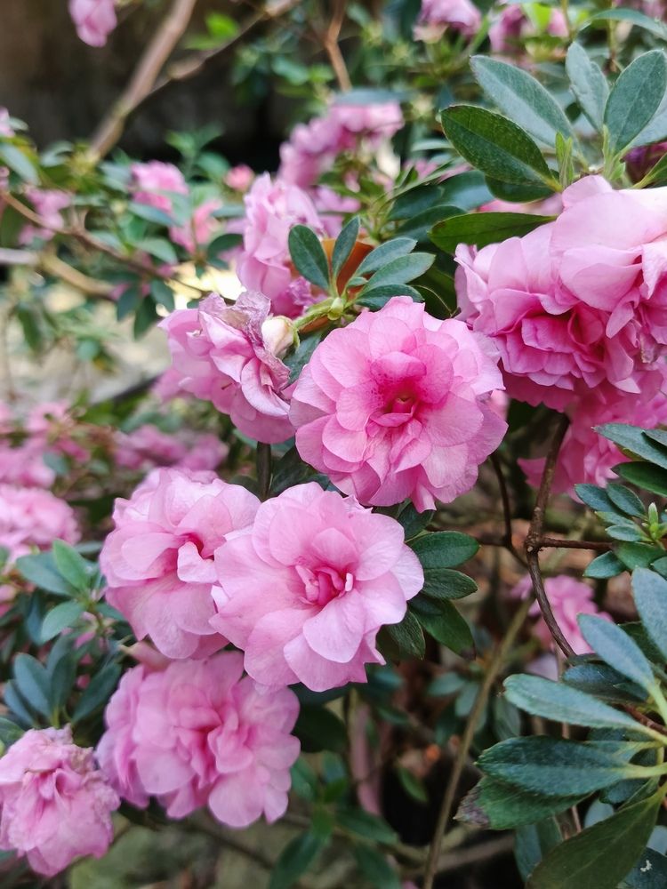 Photograph by Наталья Покрепина