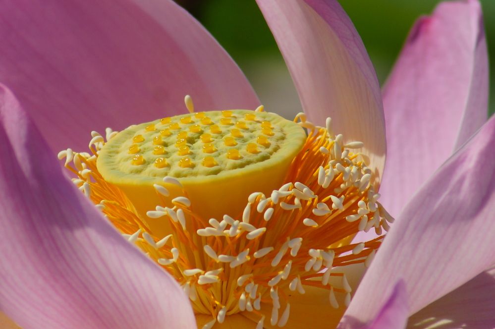 Photograph by Ольга Слугина