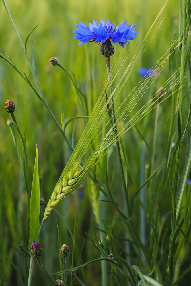 Василёк и колос.