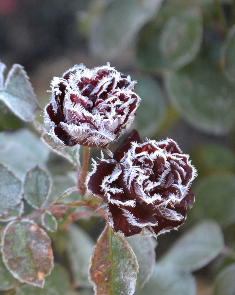 Photograph by Екатерина Шустова