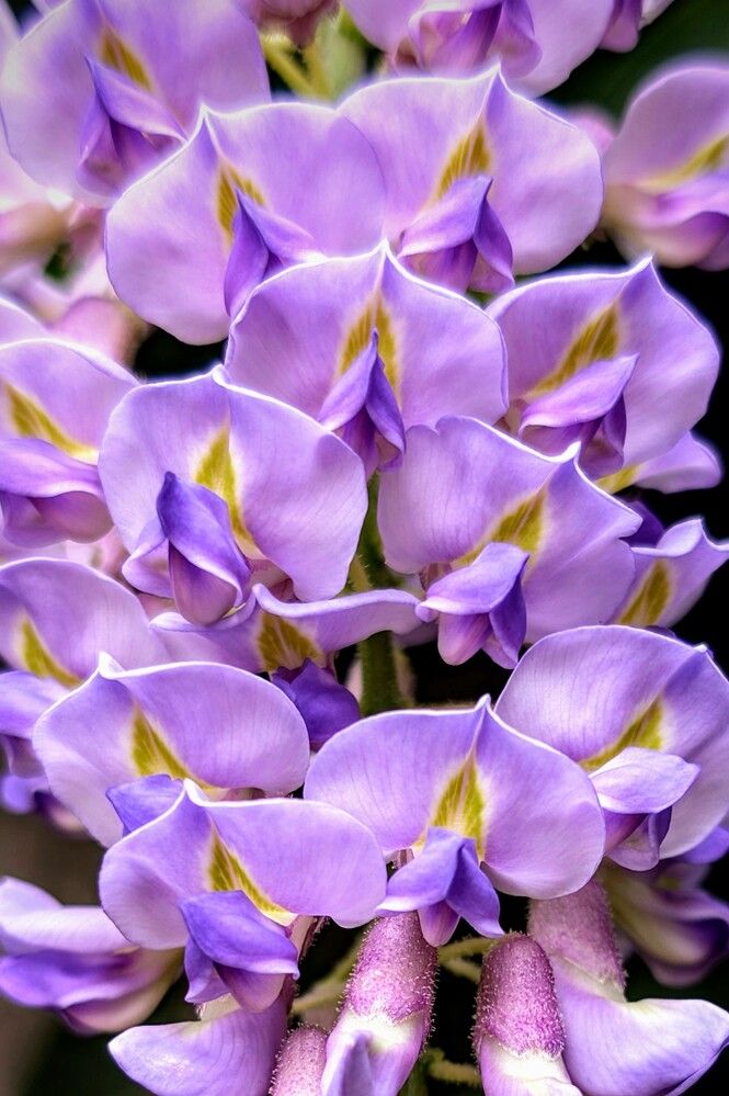 Фотография автора Ian Heard