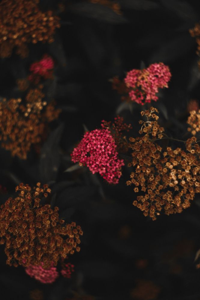 Photograph by Olga Pavich