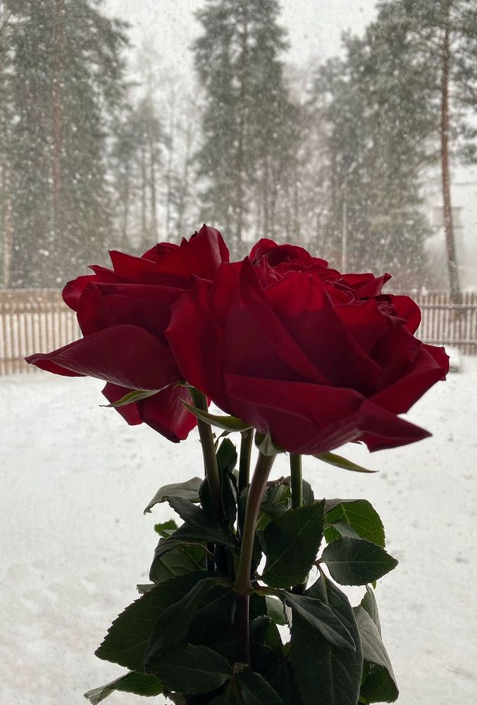 Photograph by Василина Щеглова