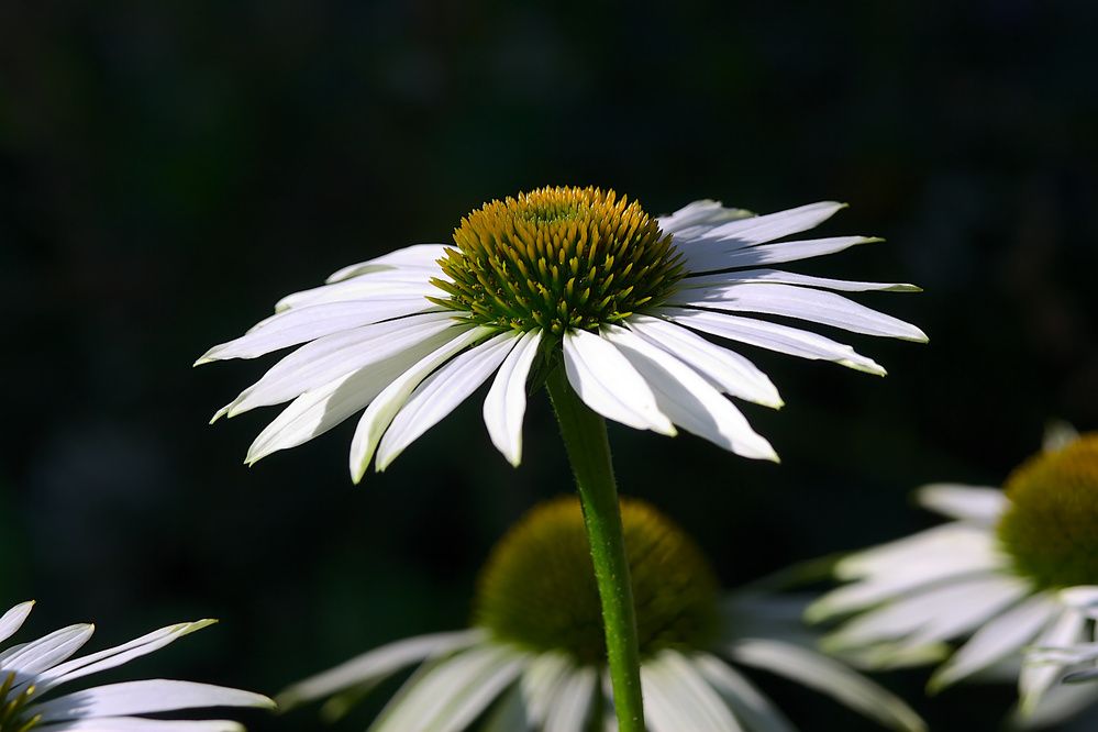 Photograph by Евгений Беленков