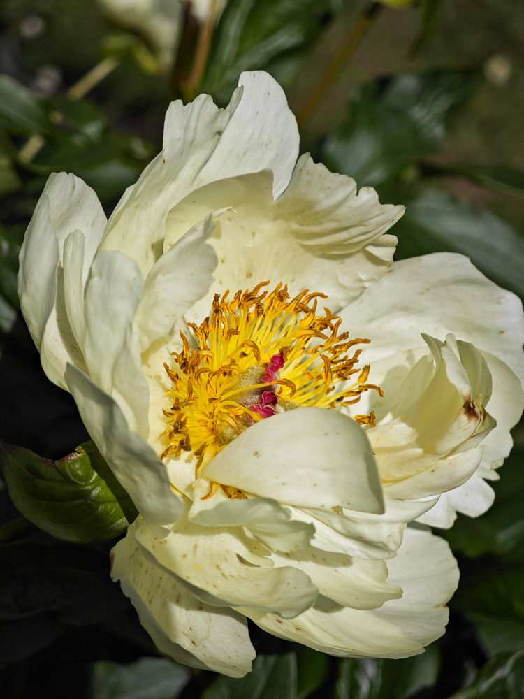 Photograph by Ljubov Trombovetskaja