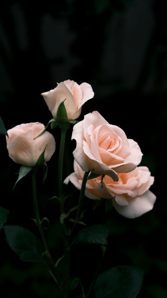 Photograph by Яна Истоцкая