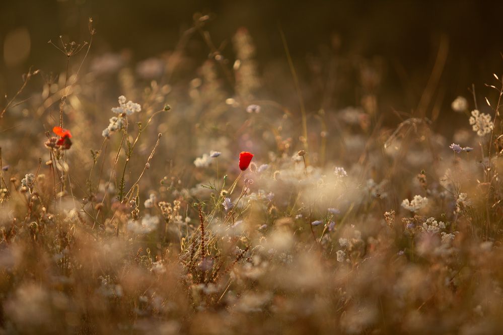 Photograph by Lada Tregubov