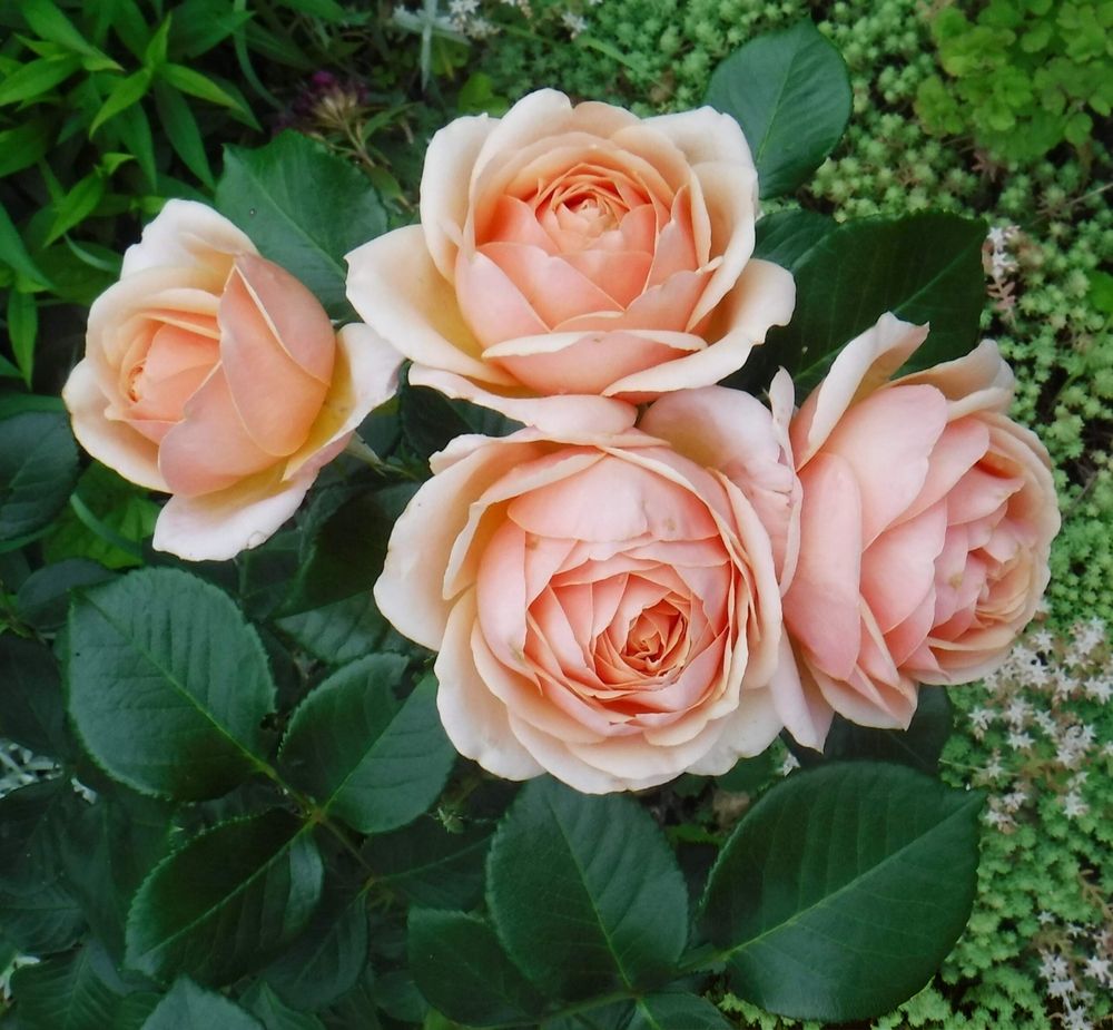 Photograph by Елена Сухорученкова