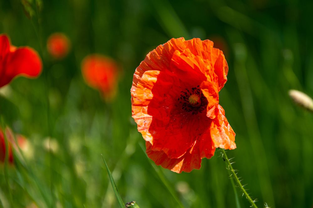 Фотография автора Нина Шкляр