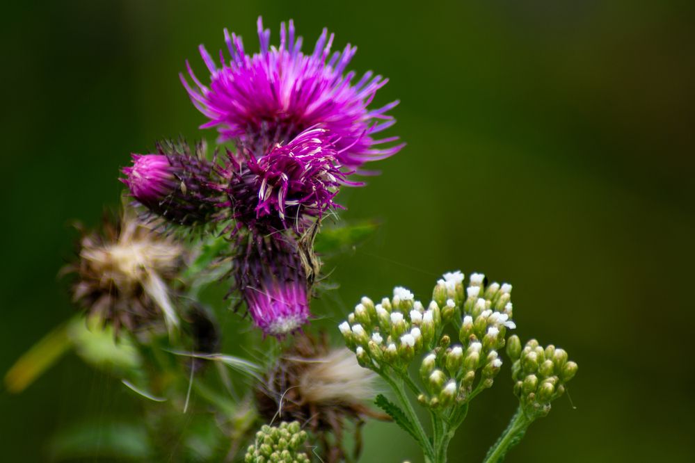 Фотография автора Нина Шкляр