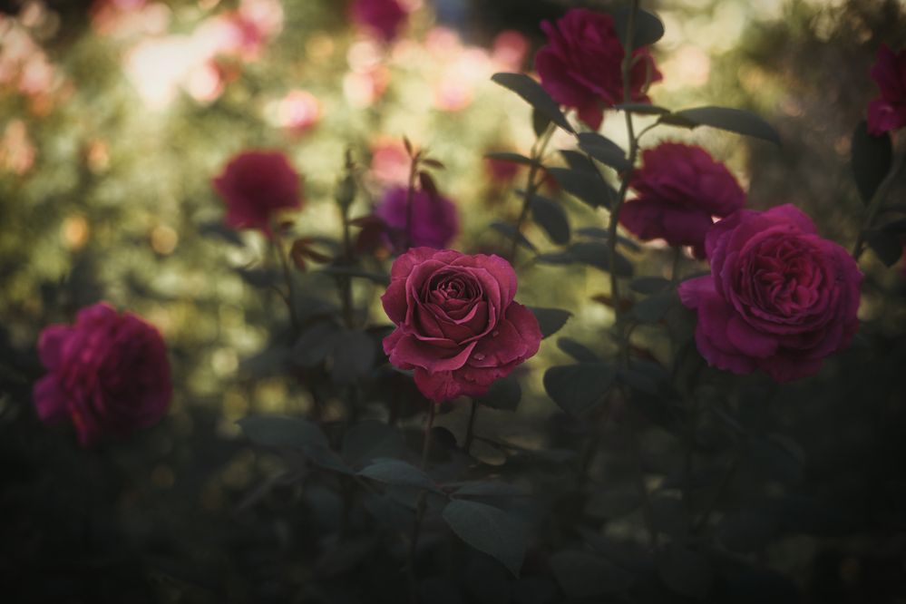 Photograph by Светлана Алексеева