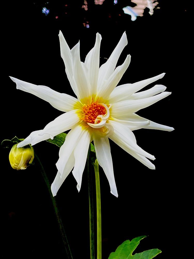 Белая далия на черном фоне