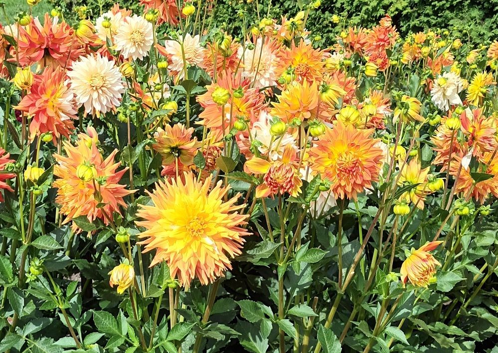 Фотография автора Maks Lanister