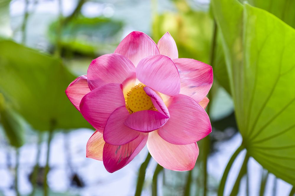 Photograph by Александр Шульга