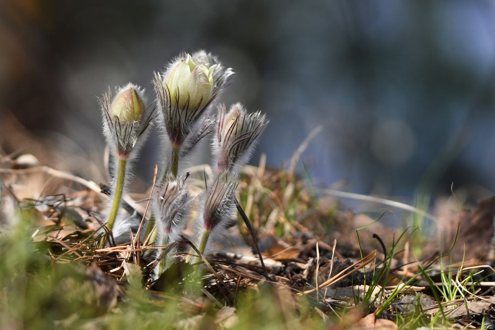 Дыхание весны