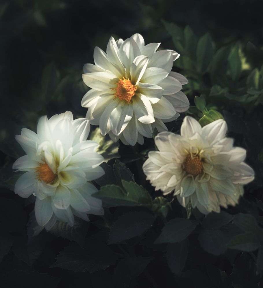 Photograph by Светлана Алексеева