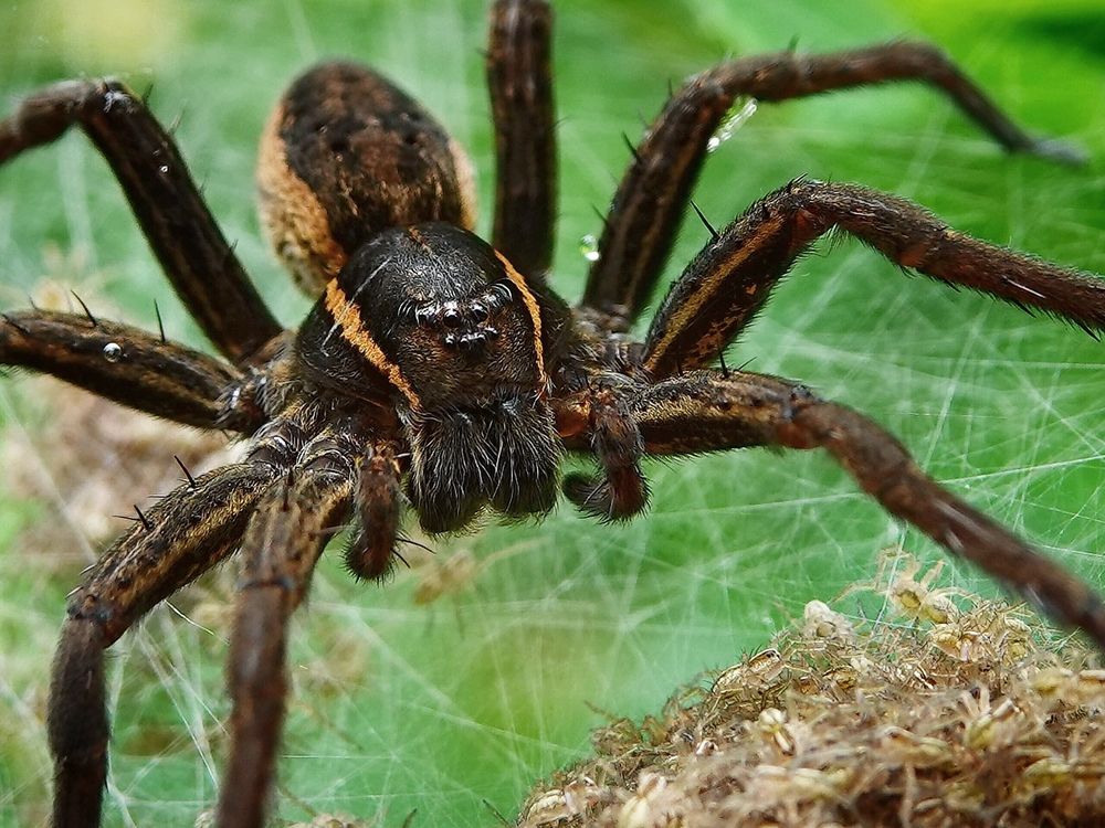 Грозный страж своих паучат.