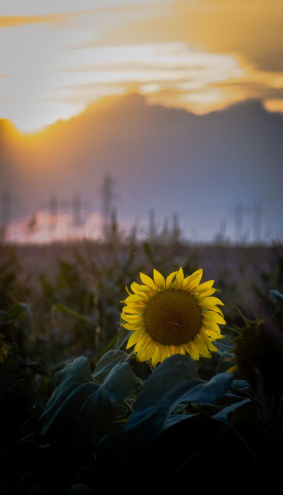 Фотография автора Геннадий Ломеко