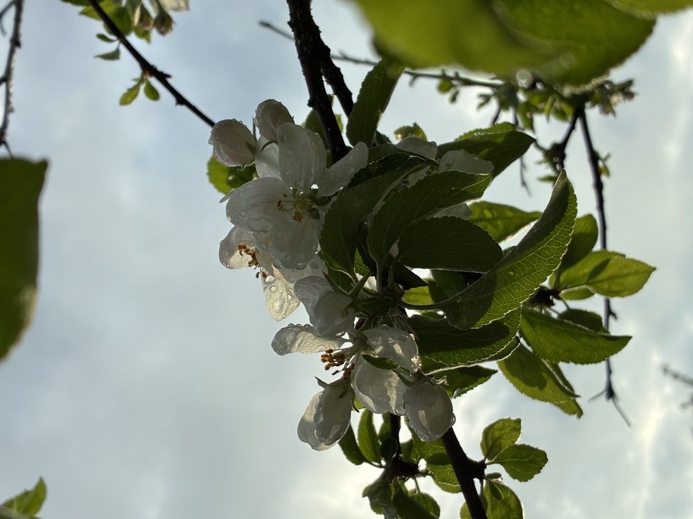 Photo #12471162