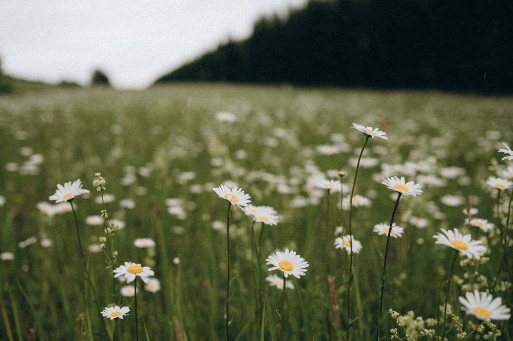 Photograph by Светлана Субботина