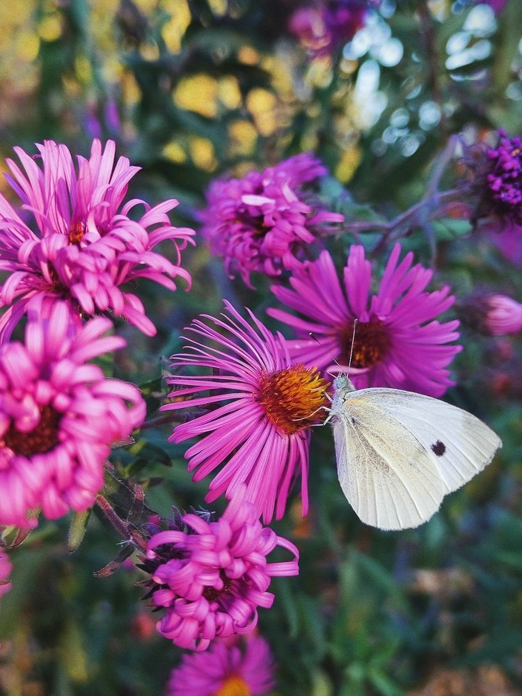 Photograph by Анна Напримерова