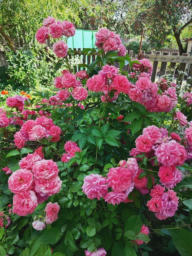 Photograph by Анна Напримерова