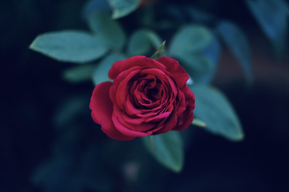 Photograph by Karthikeyan Ojash Senthil Kumaran