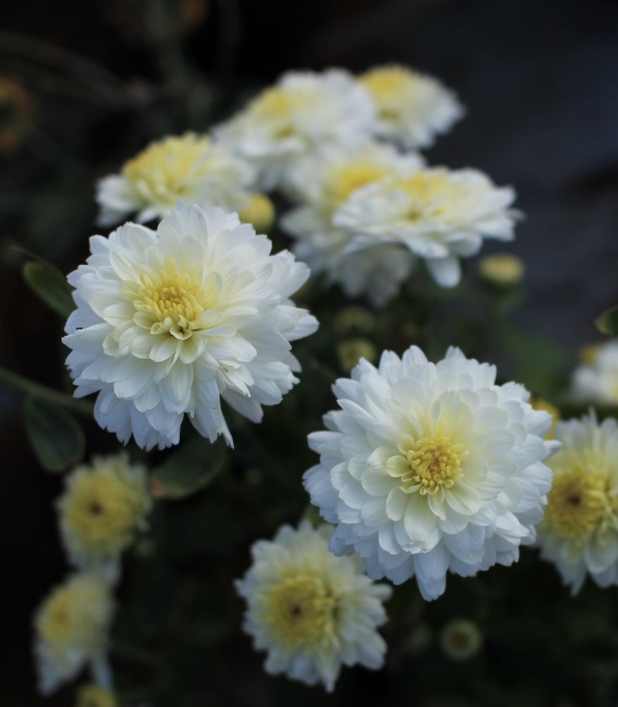 Photograph by Karthikeyan Ojash Senthil Kumaran