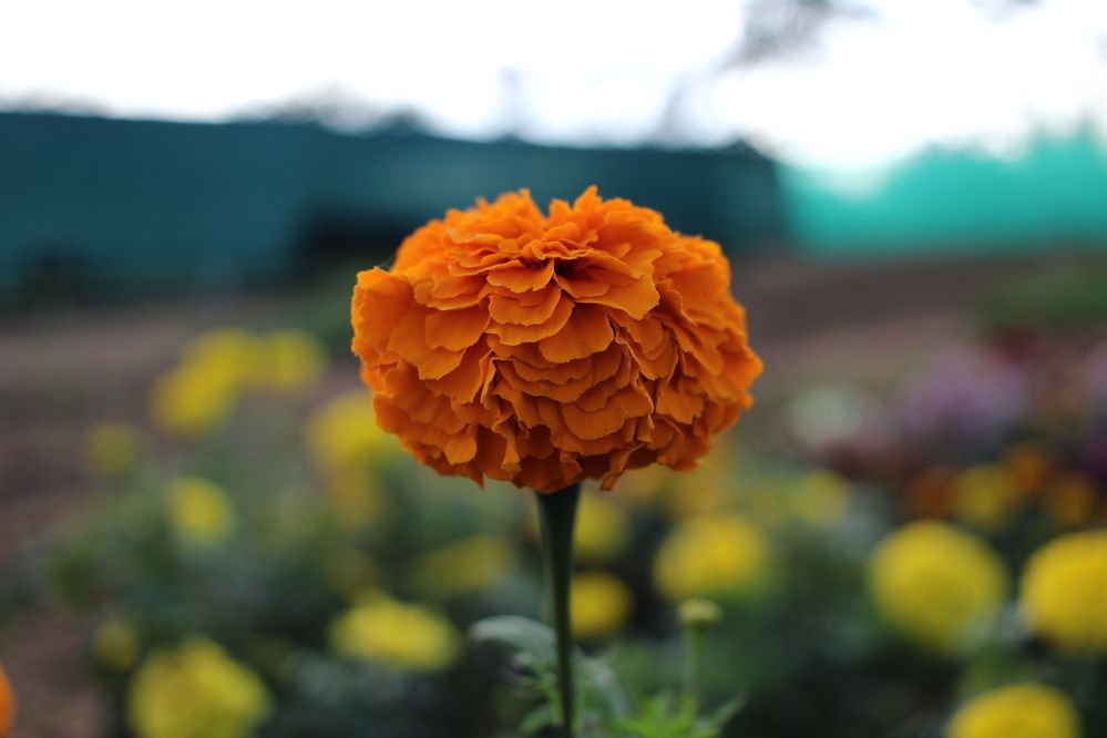 Photograph by Karthikeyan Ojash Senthil Kumaran