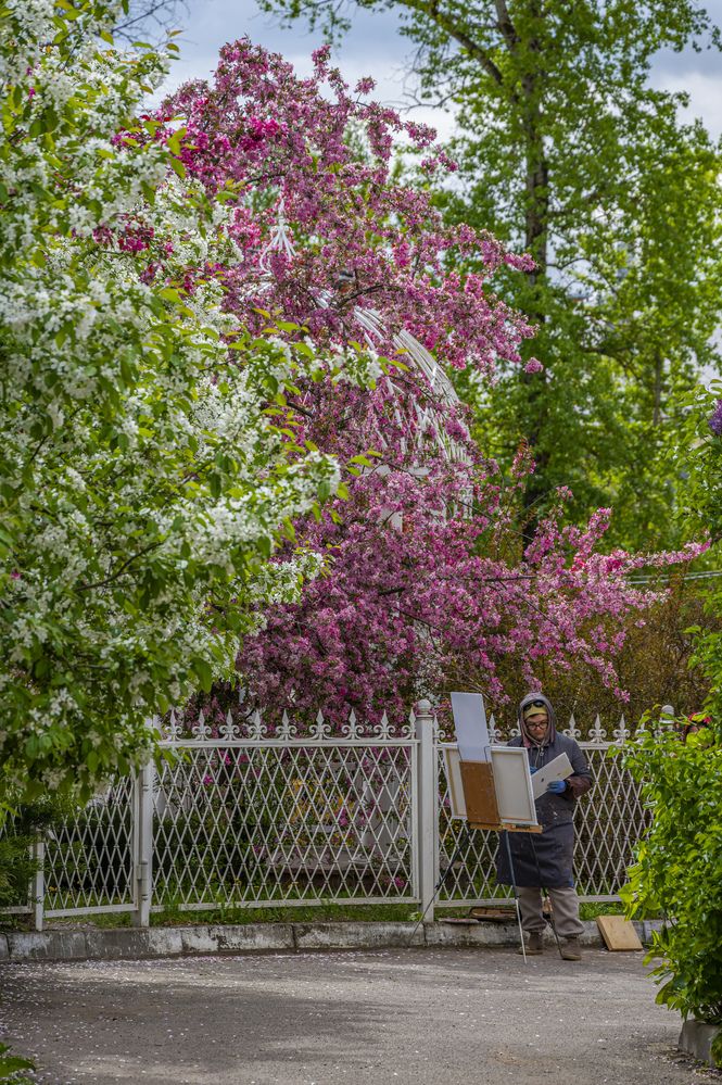 Цветение яблонь в Калуге