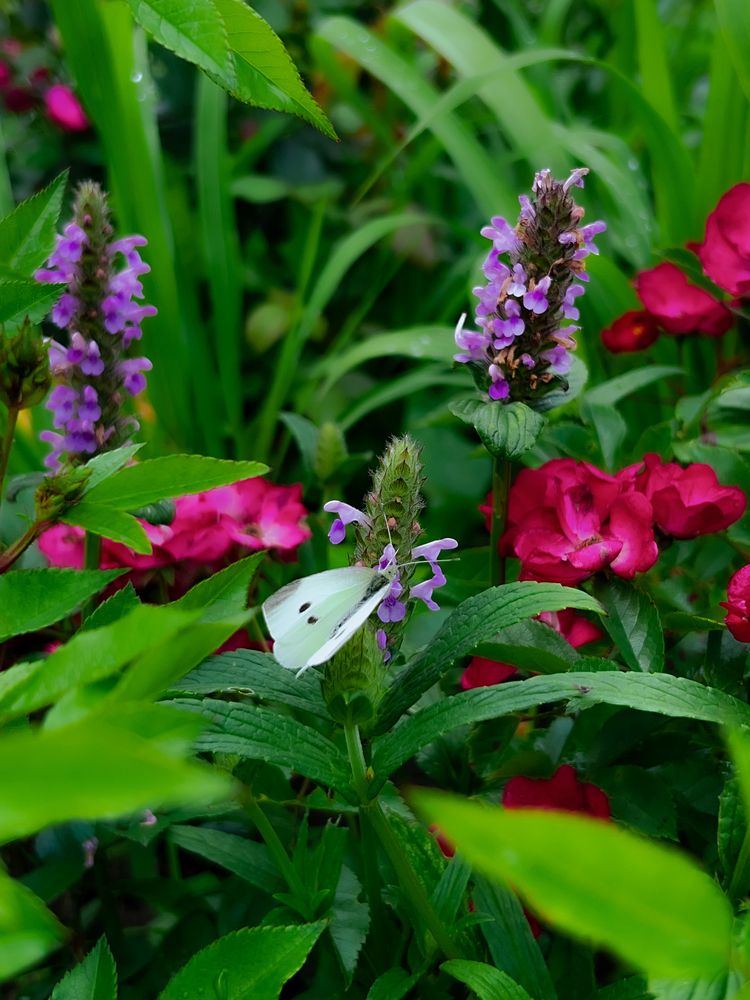 Photograph by Константин Шипицын