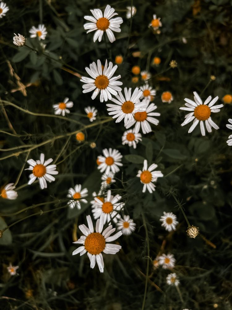 Photograph by Константин Шипицын