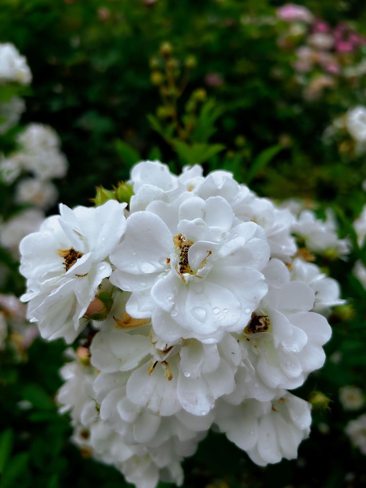 Photograph by Константин Шипицын