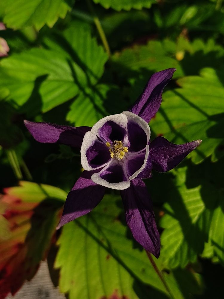 Фотография автора Вероника Пунгина