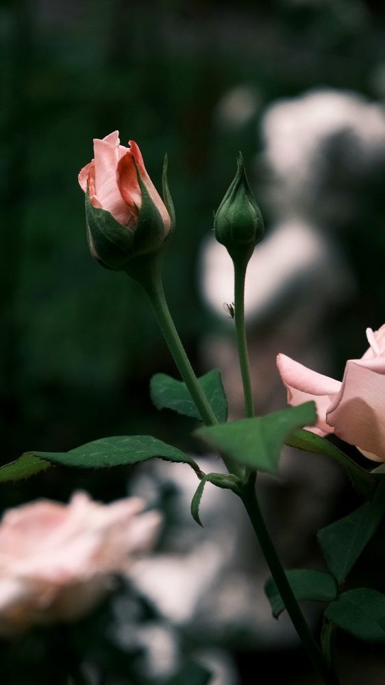 Photograph by Яна Истоцкая