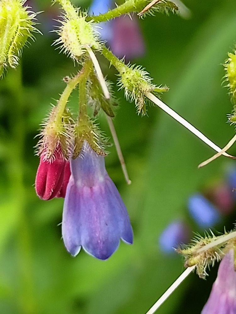 Фотография автора Вероника Пунгина